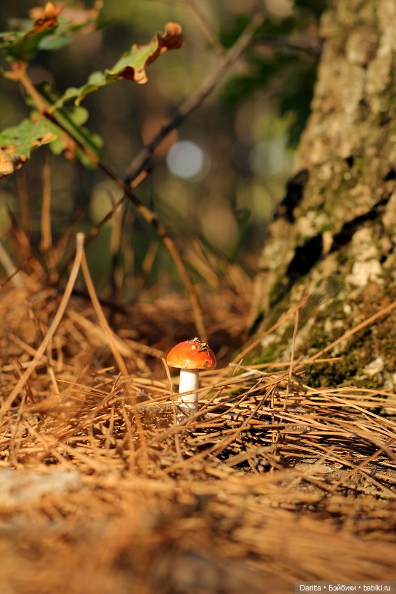 Беллатриса на тихой охоте (фото 2)