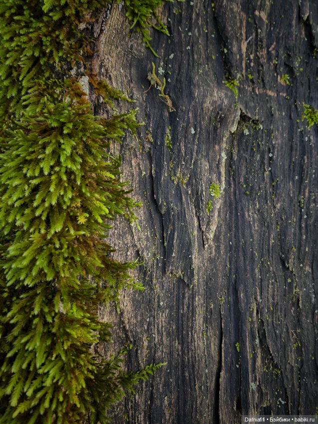 Люсенька — Гибриды шарнирных кукол (не БЖД): подбор тела
