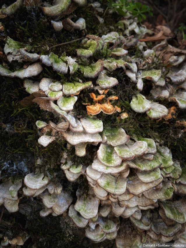 Люсенька — Гибриды шарнирных кукол (не БЖД): подбор тела