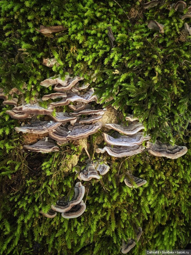 Люсенька — Гибриды шарнирных кукол (не БЖД): подбор тела