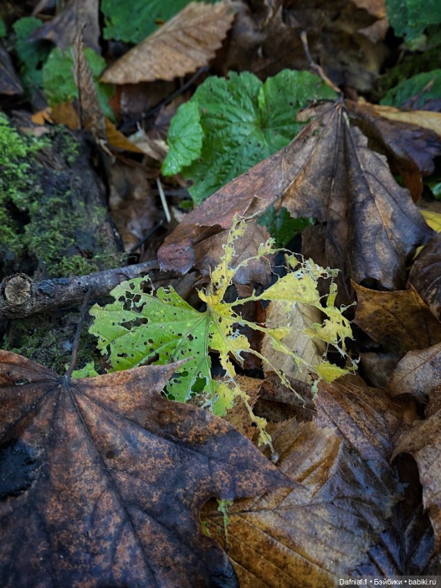 Люсенька — Гибриды шарнирных кукол (не БЖД): подбор тела