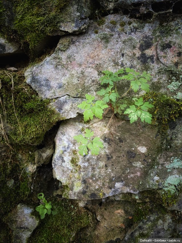 Люсенька — Гибриды шарнирных кукол (не БЖД): подбор тела