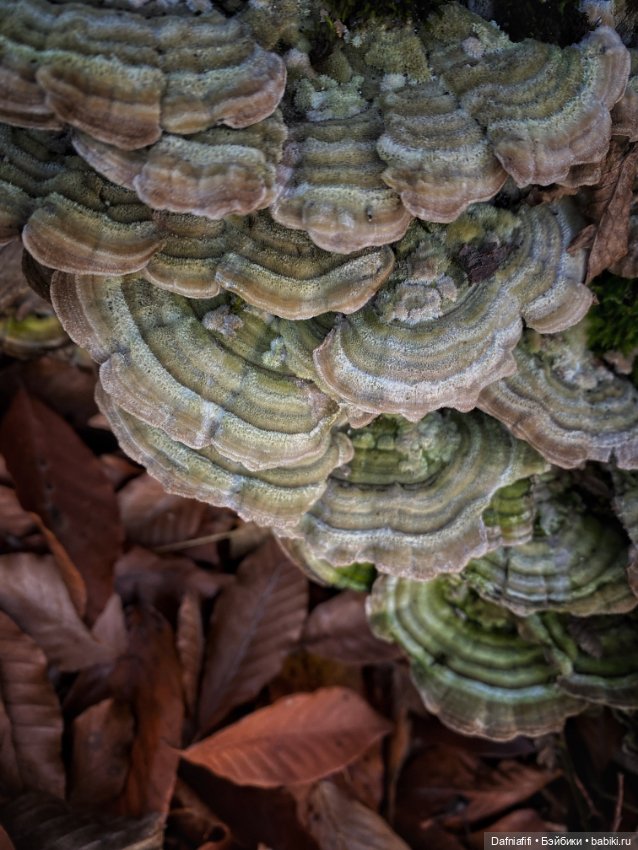Люсенька — Гибриды шарнирных кукол (не БЖД): подбор тела