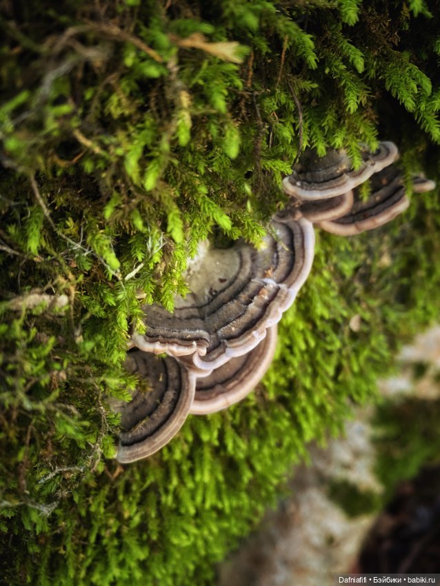 Люсенька — Гибриды шарнирных кукол (не БЖД): подбор тела