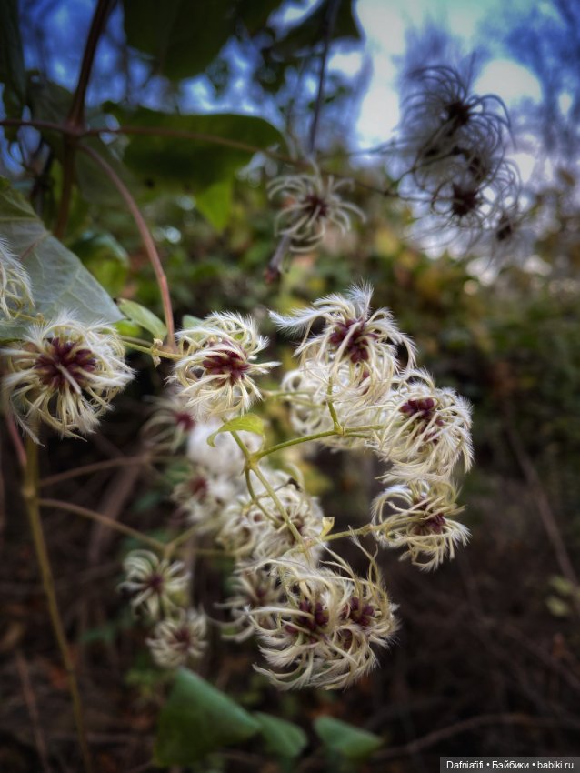Люсенька — Гибриды шарнирных кукол (не БЖД): подбор тела
