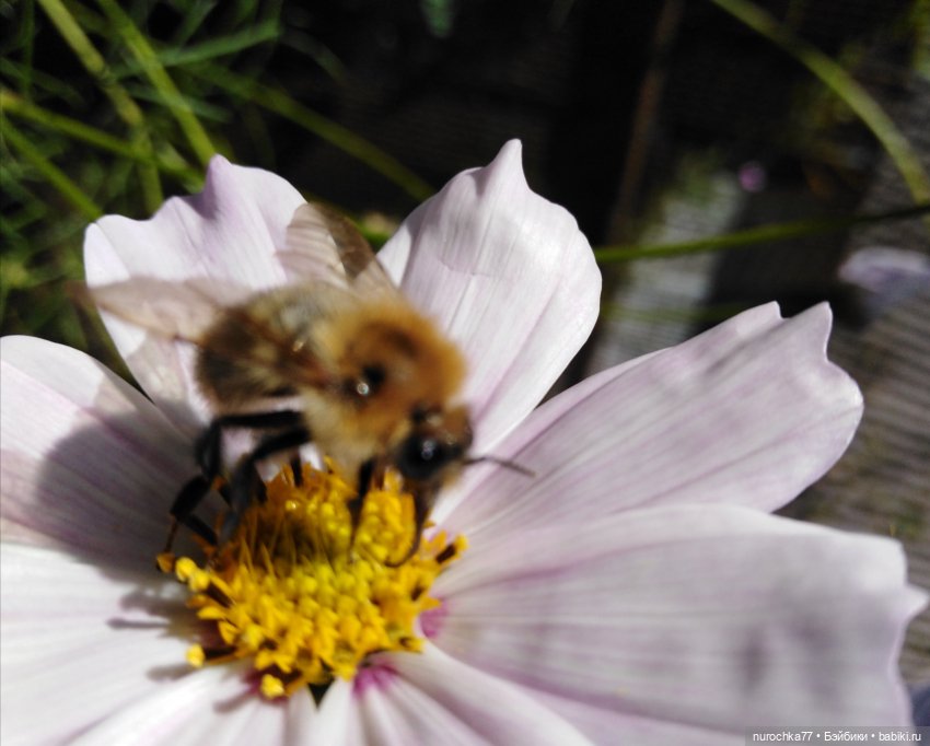 Про Нафочку. Дела огородные