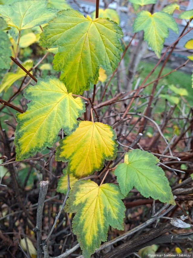 Зуля-Капризуля — Куклы Strawberry Planet: Redberry (фото 10)