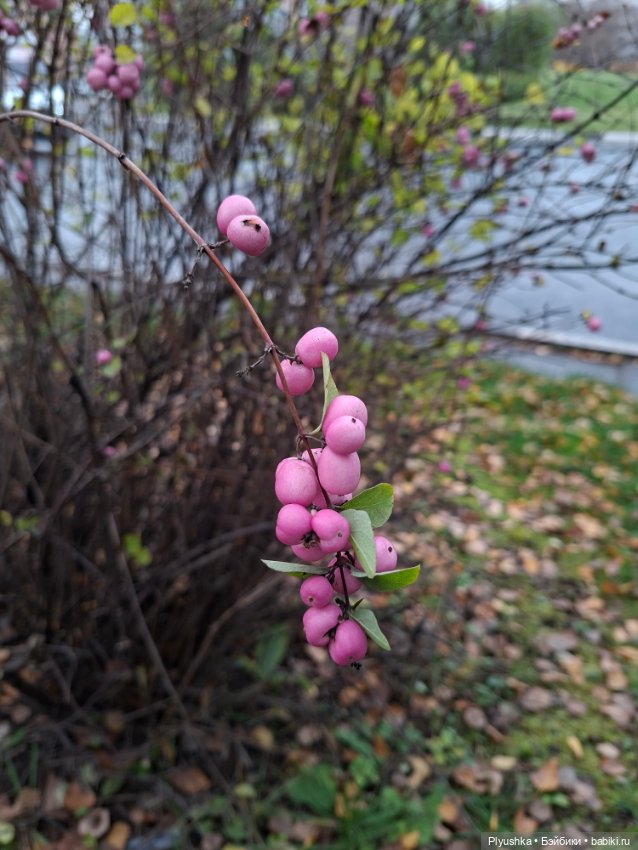 Зуля-Капризуля — Куклы Strawberry Planet: Redberry (фото 7)