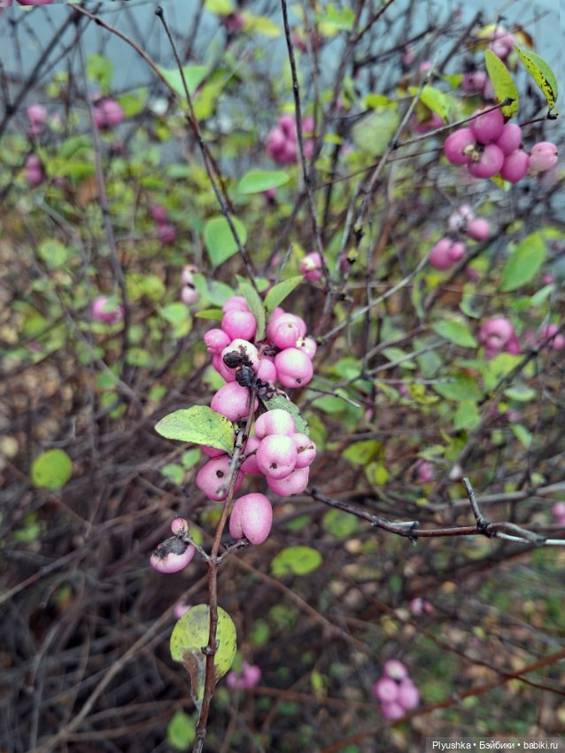 Зуля-Капризуля — Куклы Strawberry Planet: Redberry (фото 9)
