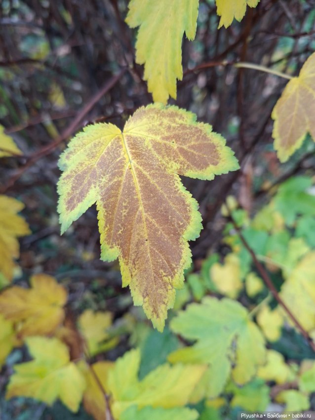 Зуля-Капризуля — Куклы Strawberry Planet: Redberry