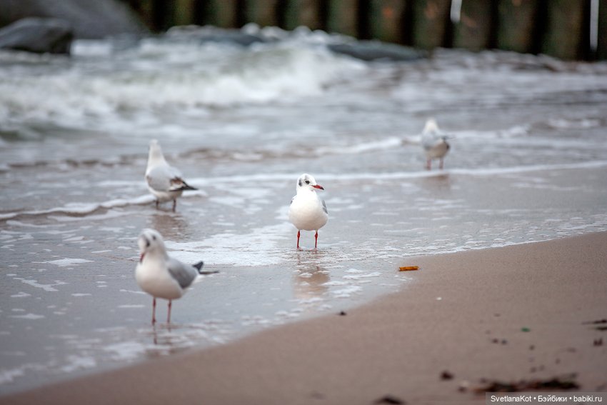 Две Бердинки и их история .Berdine Creedy