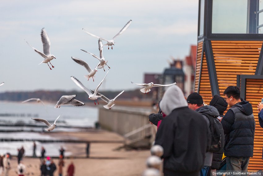 Две Бердинки и их история .Berdine Creedy