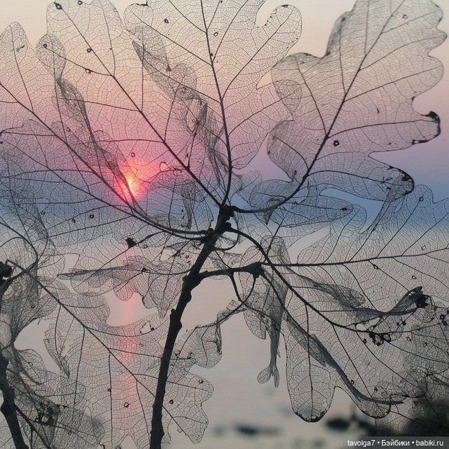 Кингцуги ноября — Культура (фото 2)