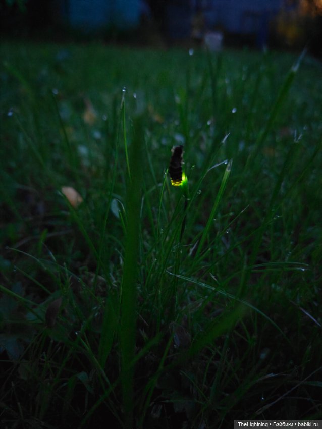 Пикник — Авторские куклы BJD (БЖД) у нас дома: фото