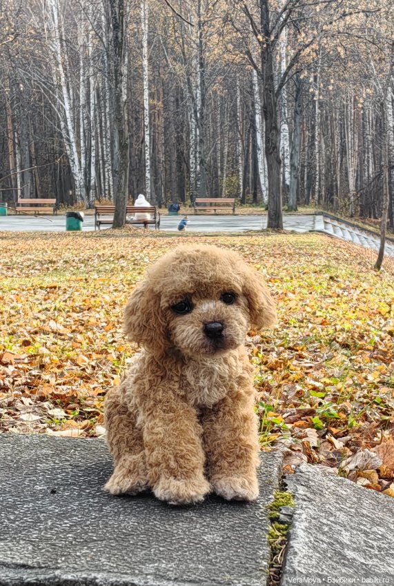 Щенок мальтипу из искусственного меха