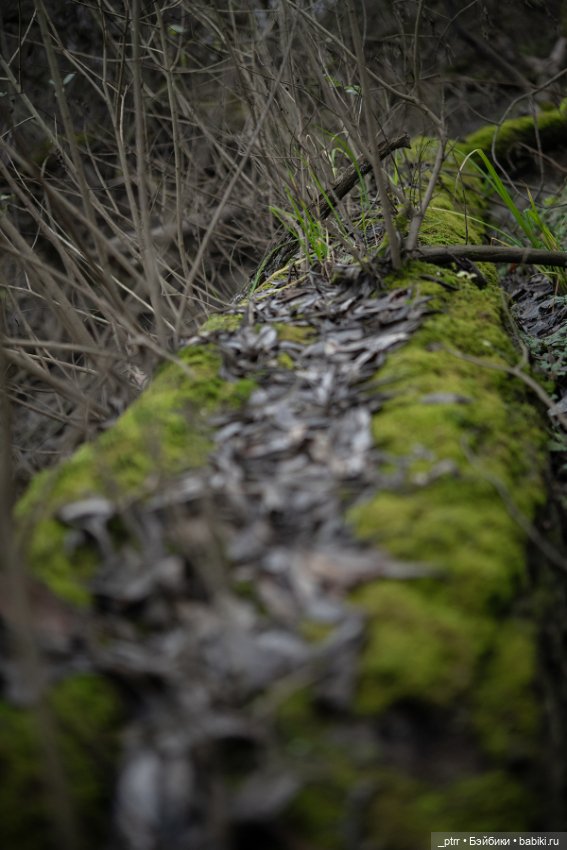 Астарион на залитых солнцем болотах (фото 2)