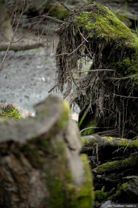 Астарион на залитых солнцем болотах