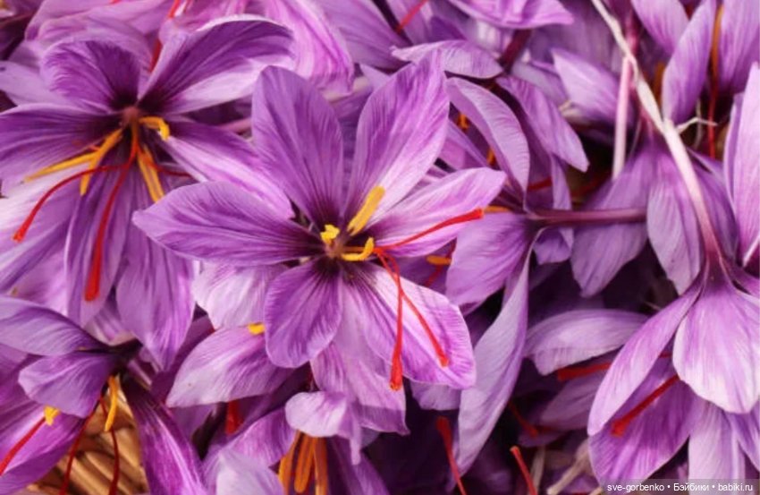 Птичка Лора и вдохновение (фото 8)