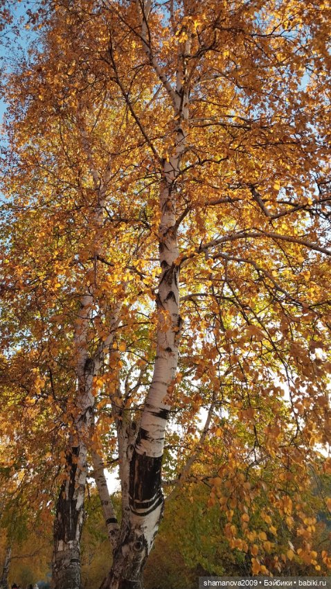 Золотая осень — Туризм и путешествия: фотоотчеты из поездок (фото 8)