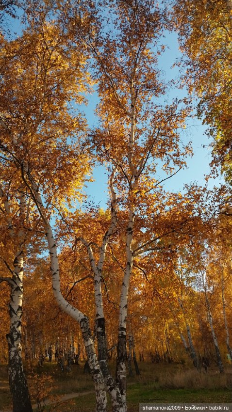 Золотая осень — Туризм и путешествия: фотоотчеты из поездок (фото 6)