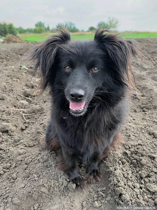 Про Нафочку. Сердце огорода