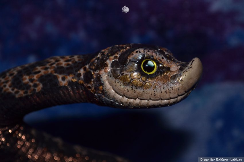 Свиноносый ужик — Авторские текстильные куклы: Вальдорфские