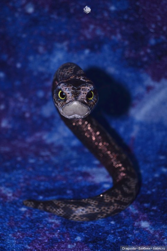 Свиноносый ужик — Авторские текстильные куклы: Вальдорфские