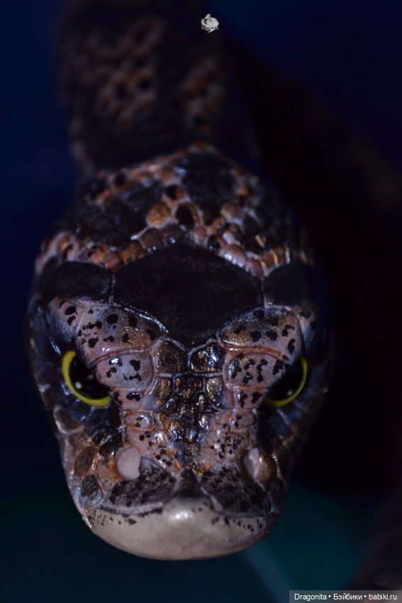 Свиноносый ужик — Авторские текстильные куклы: Вальдорфские