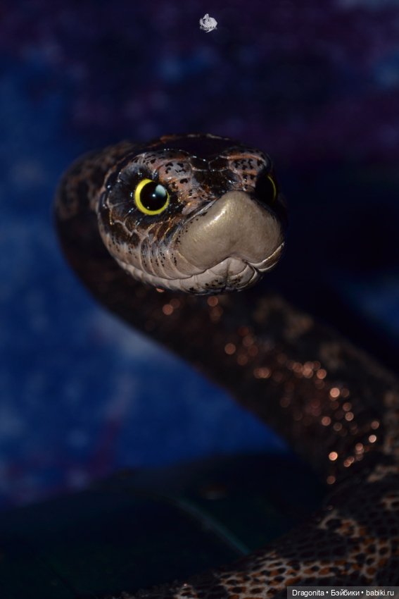 Свиноносый ужик — Авторские текстильные куклы: Вальдорфские