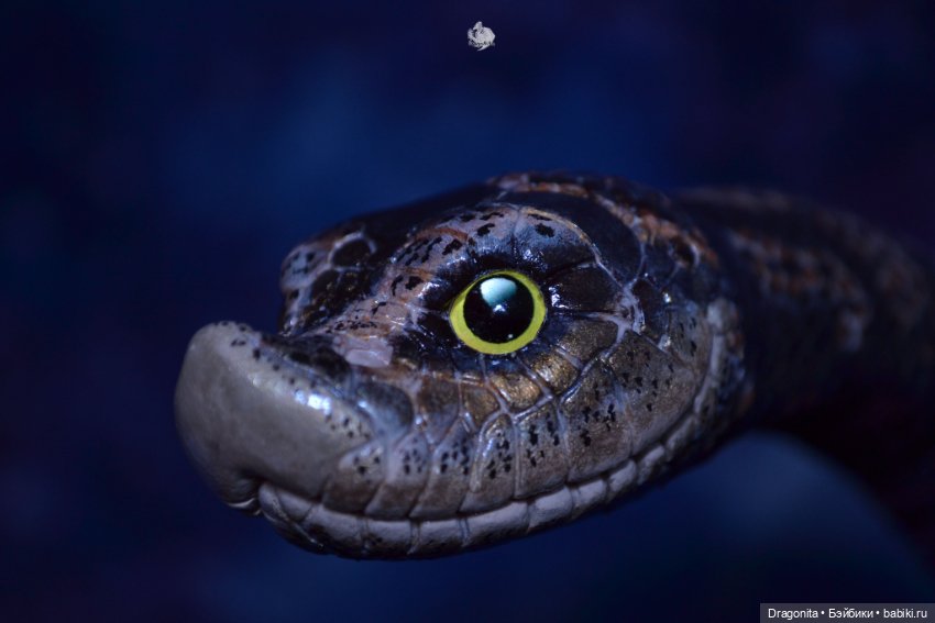 Свиноносый ужик — Авторские текстильные куклы: Вальдорфские