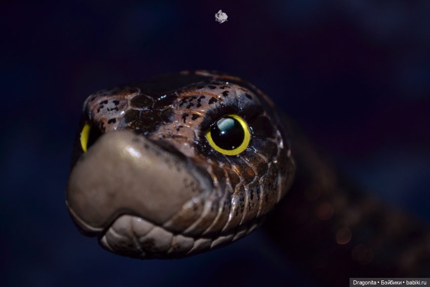 Свиноносый ужик — Авторские текстильные куклы: Вальдорфские