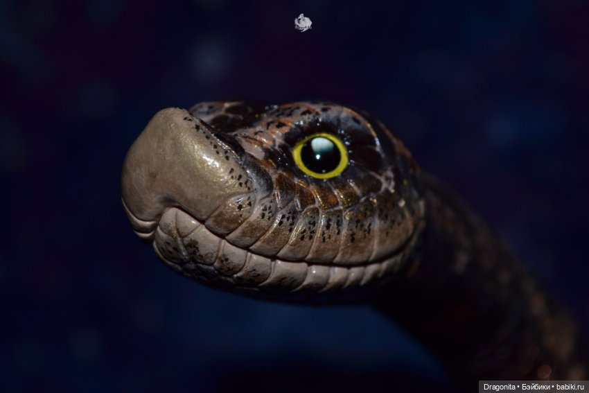 Свиноносый ужик — Авторские текстильные куклы: Вальдорфские