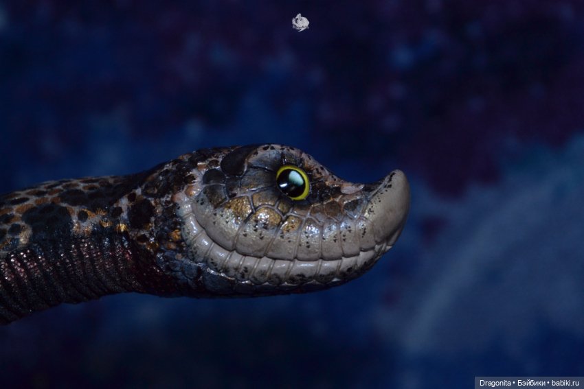 Свиноносый ужик — Авторские текстильные куклы: Вальдорфские (фото 3)