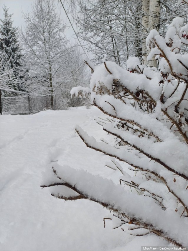 Волшебница зима — Красивая природа и цветы: фото пейзажей