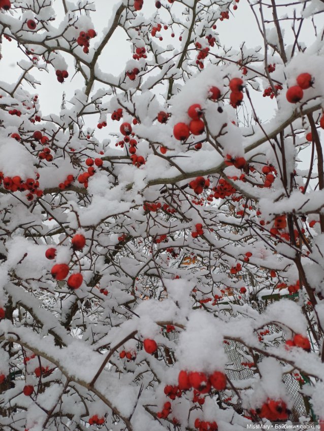 Волшебница зима — Красивая природа и цветы: фото пейзажей