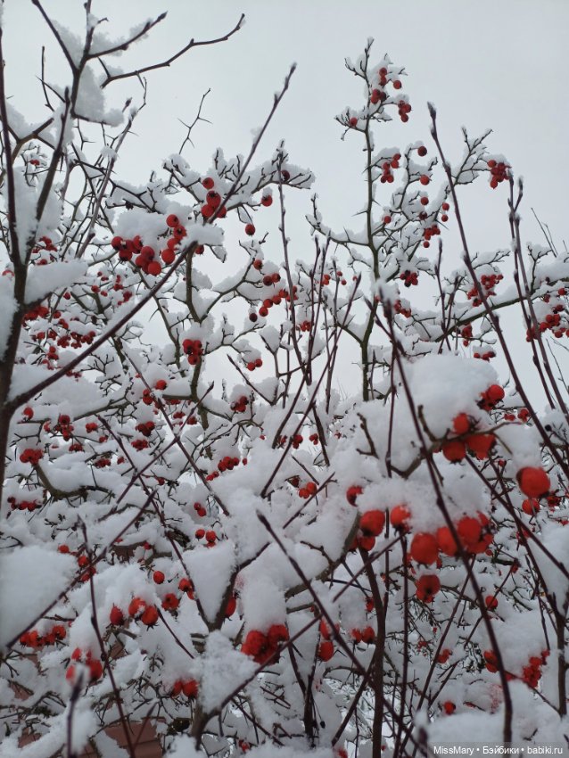 Волшебница зима — Красивая природа и цветы: фото пейзажей