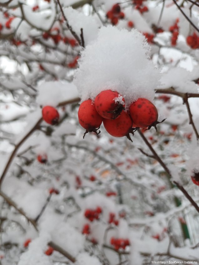 Волшебница зима — Красивая природа и цветы: фото пейзажей