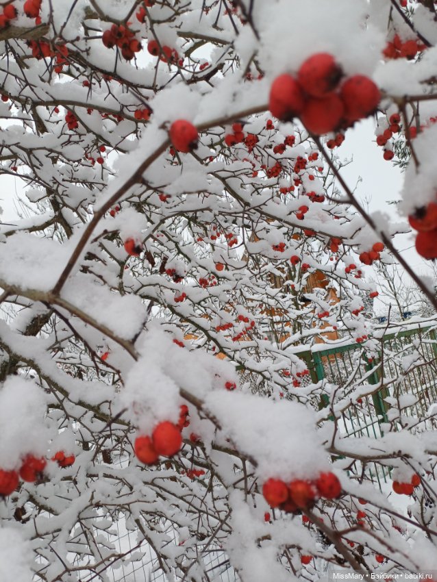 Волшебница зима — Красивая природа и цветы: фото пейзажей