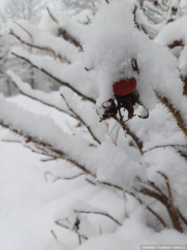 Волшебница зима — Красивая природа и цветы: фото пейзажей