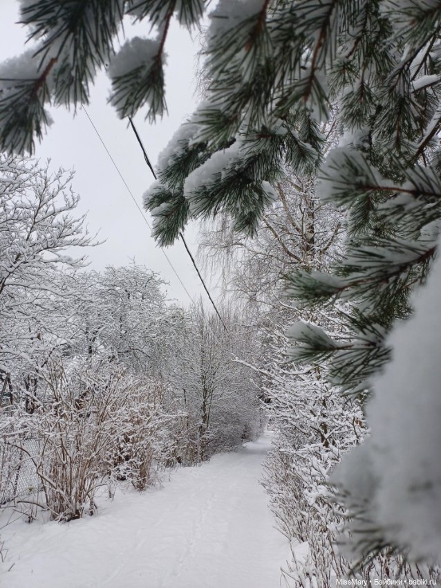 Волшебница зима — Красивая природа и цветы: фото пейзажей