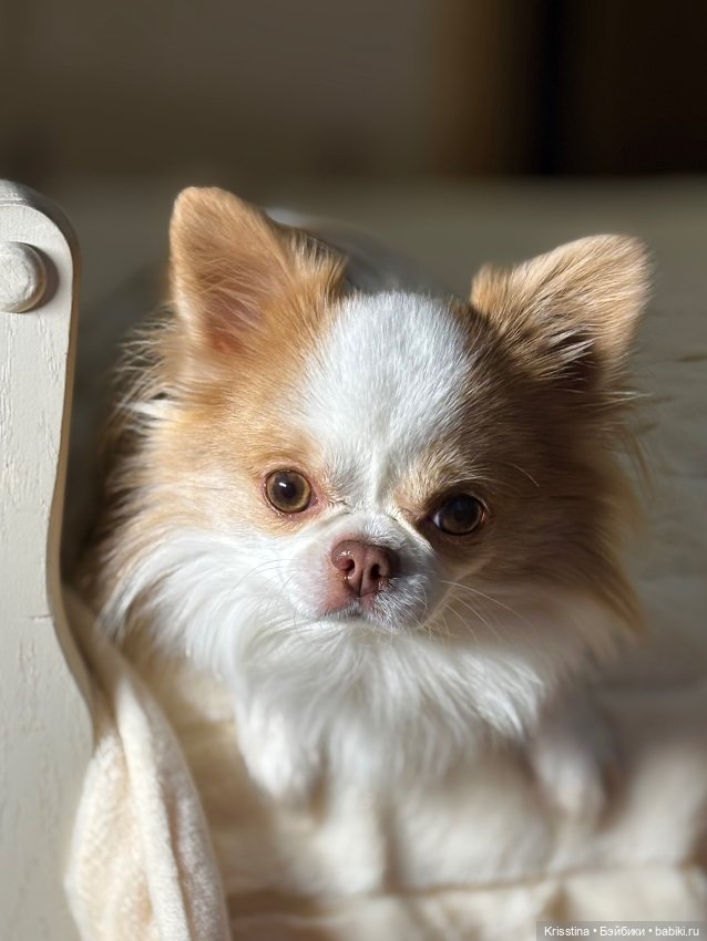 А у меня собака 🐶 — Домашние фото авторских игрушек: Тедди (фото 4)