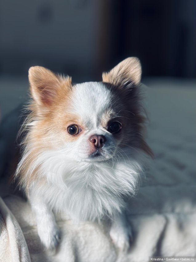 А у меня собака 🐶 — Домашние фото авторских игрушек: Тедди (фото 3)