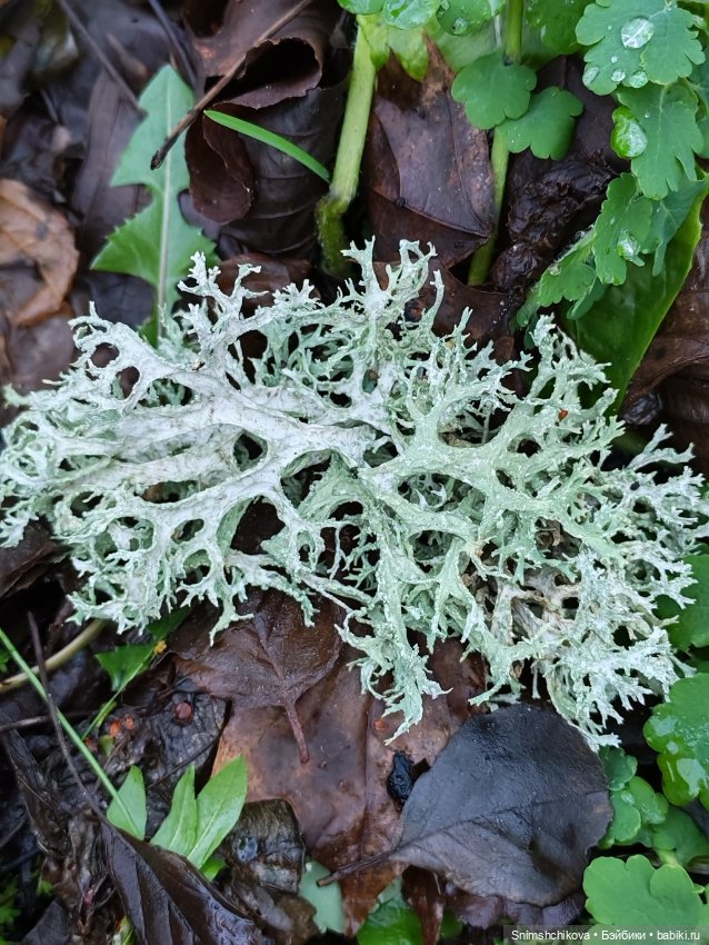 Последний шелест осени — Авторские куклы BJD (БЖД) у нас дома: фото