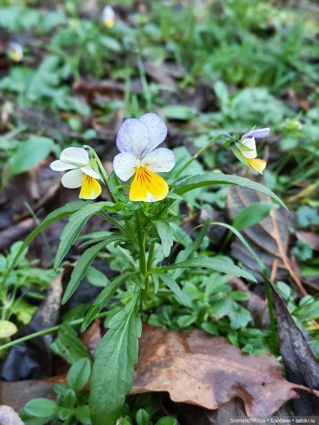 Последний шелест осени — Авторские куклы BJD (БЖД) у нас дома: фото (фото 10)