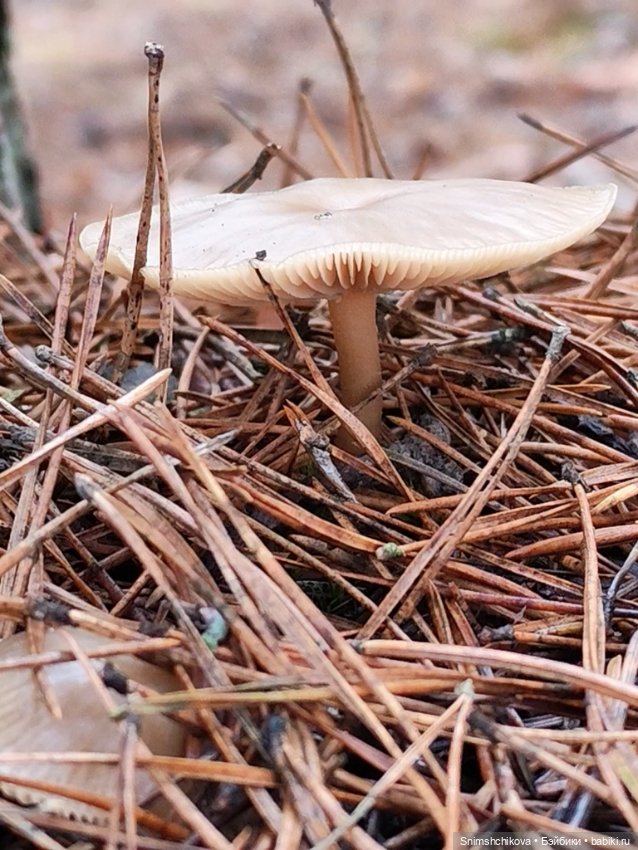 Грибной ноябрь — Авторские куклы BJD (БЖД) у нас дома: фото (фото 5)