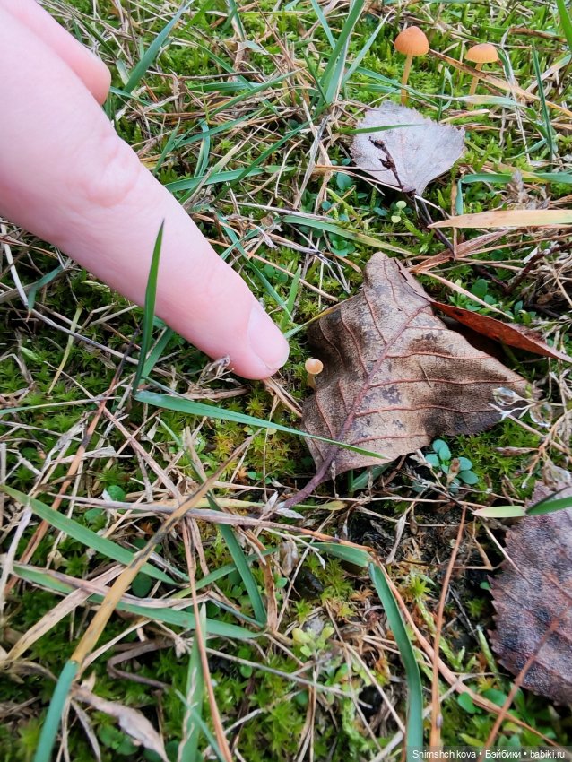 Грибной ноябрь — Авторские куклы BJD (БЖД) у нас дома: фото