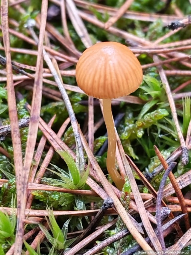 Грибной ноябрь — Авторские куклы BJD (БЖД) у нас дома: фото