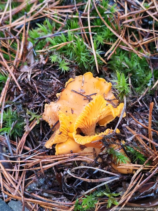 Грибной ноябрь — Авторские куклы BJD (БЖД) у нас дома: фото (фото 9)