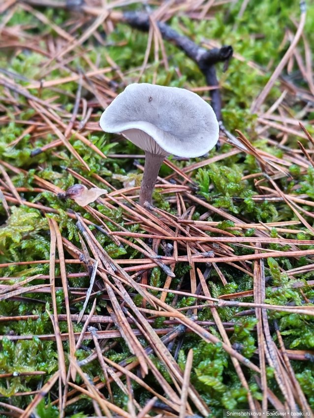 Грибной ноябрь — Авторские куклы BJD (БЖД) у нас дома: фото (фото 8)