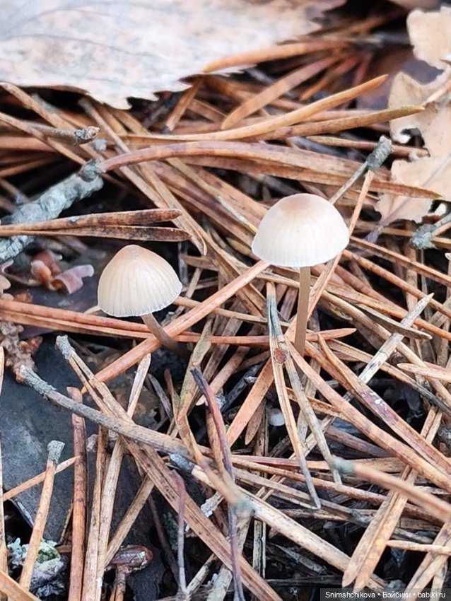 Грибной ноябрь — Авторские куклы BJD (БЖД) у нас дома: фото (фото 4)